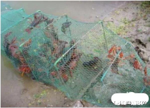 怎么捕野生虾