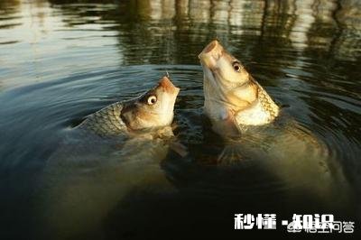 野生鲤鱼爱吃什么鱼料