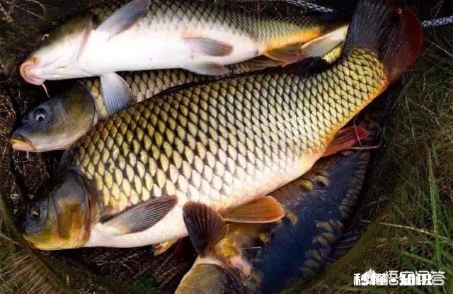野生鲤鱼爱吃什么鱼料