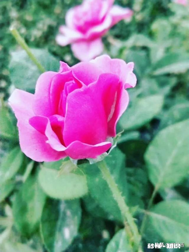 公 远嫁的女孩们，面对婆媳矛盾，你们是回避还是面对怎么处理好