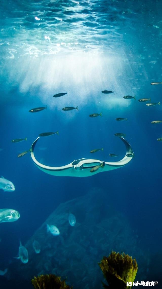 充电鱼漂好用吗