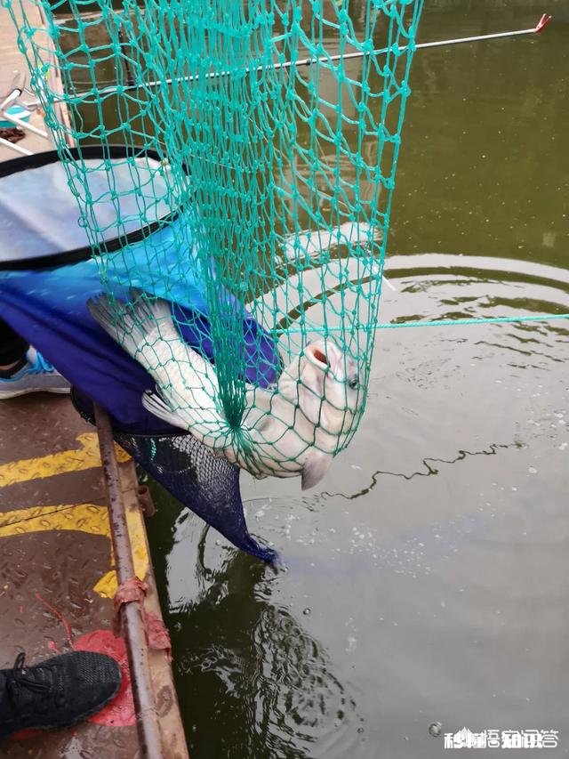 在乡镇开一家渔具店怎么样