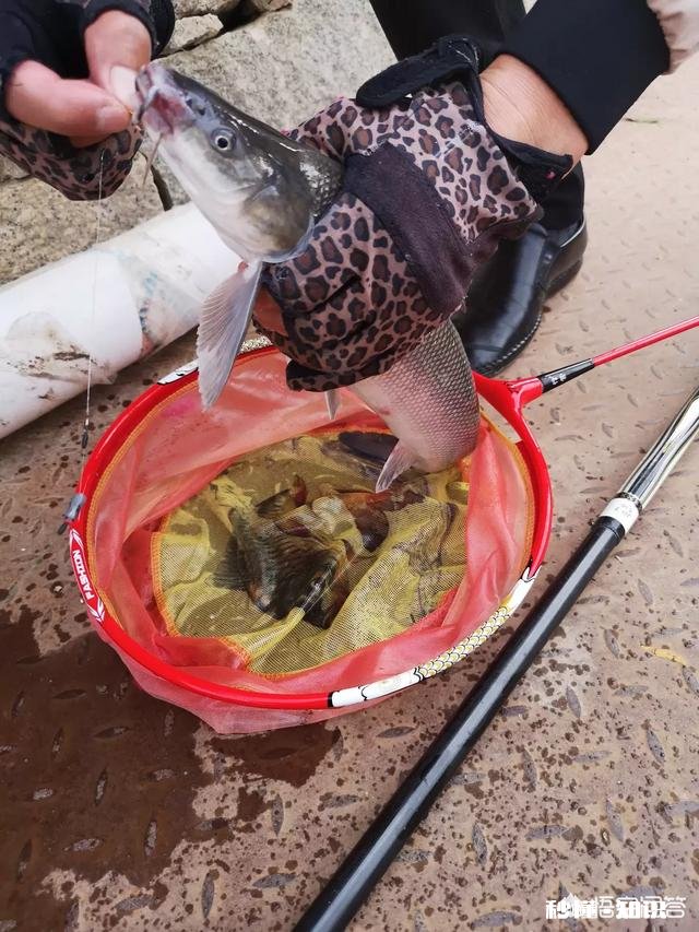 在乡镇开一家渔具店怎么样