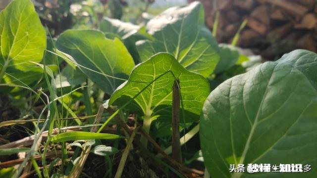 疫情之下，个体农民工能干点啥