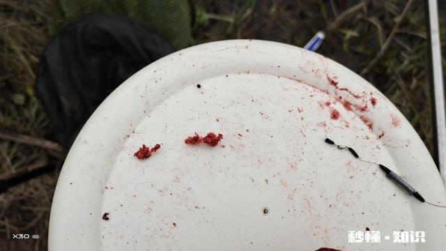 水库野钓，白条鱼稀少怎样才能快速诱过来用什么饵料最好