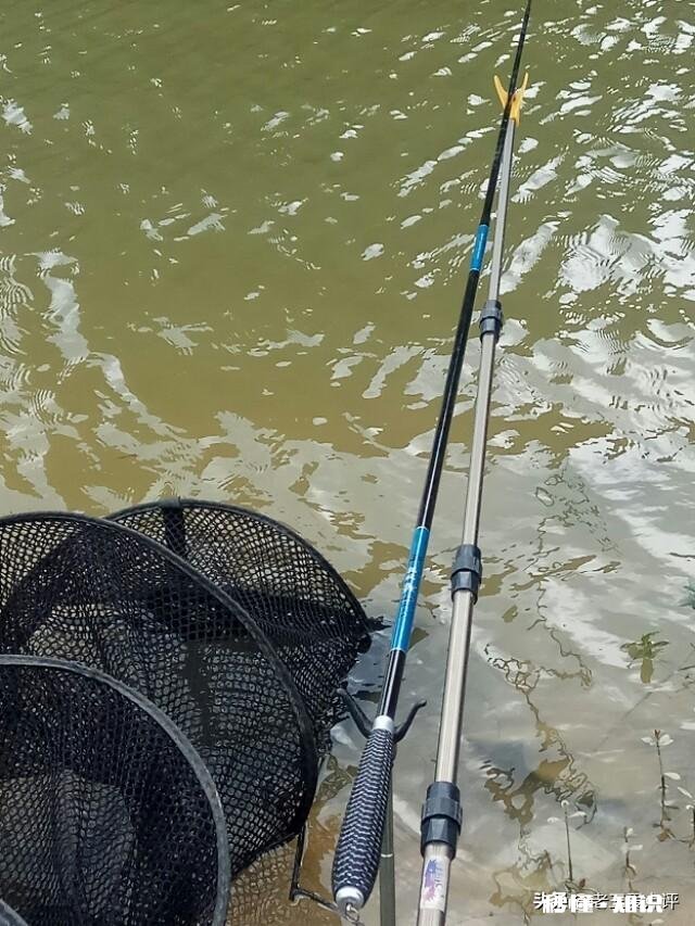水库野钓，白条鱼稀少怎样才能快速诱过来用什么饵料最好