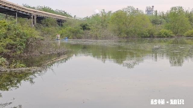 水库野钓，白条鱼稀少怎样才能快速诱过来用什么饵料最好