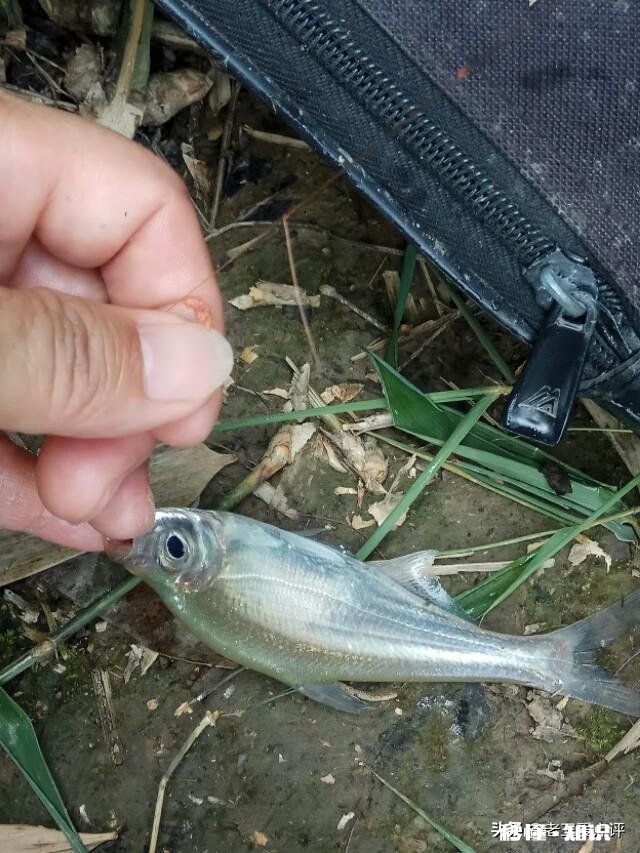 水库野钓，白条鱼稀少怎样才能快速诱过来用什么饵料最好