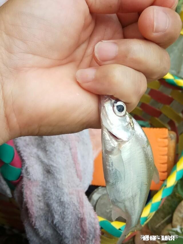 水库野钓，白条鱼稀少怎样才能快速诱过来用什么饵料最好