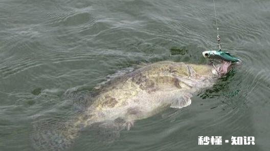 水库野钓，白条鱼稀少怎样才能快速诱过来用什么饵料最好