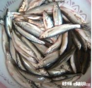 水库野钓，白条鱼稀少怎样才能快速诱过来用什么饵料最好