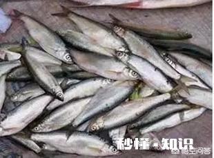 冬季白条怎么不闹