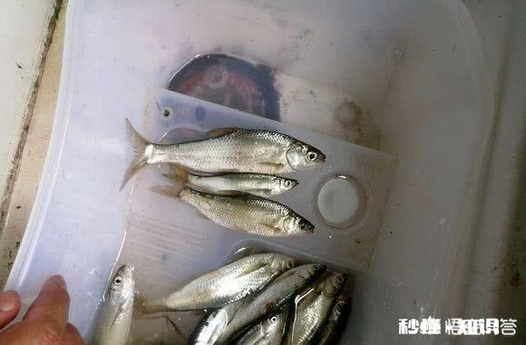 冬季白条怎么不闹