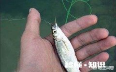 冬季白条怎么不闹