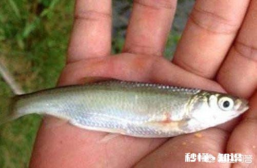 冬季白条怎么不闹