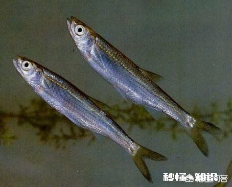 冬季白条怎么不闹