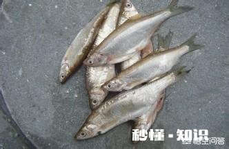 冬季白条怎么不闹