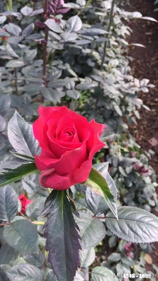 过年男朋友妈妈的红包该不该收