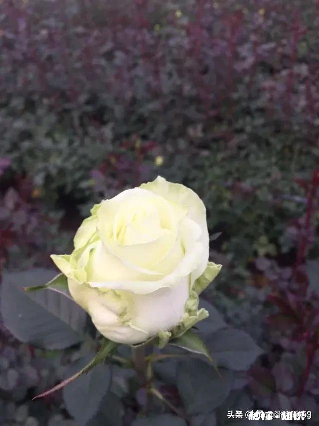 过年男朋友妈妈的红包该不该收