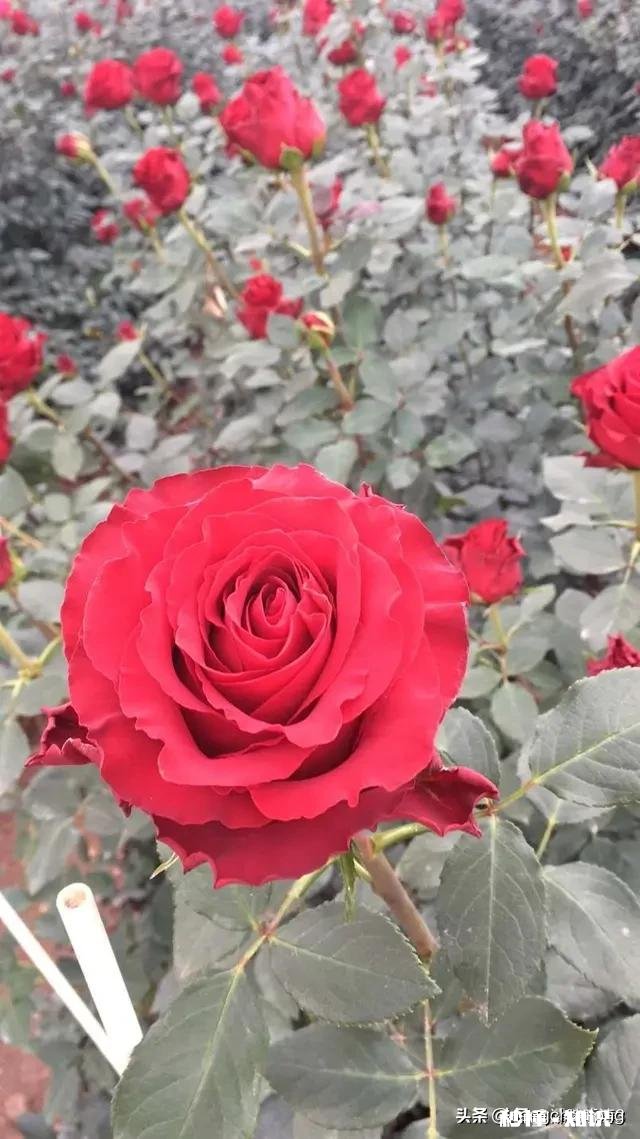 过年男朋友妈妈的红包该不该收