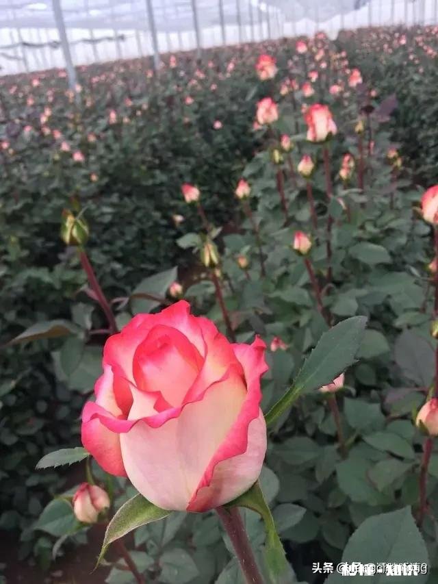 过年男朋友妈妈的红包该不该收