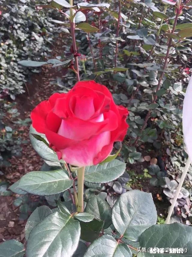 过年男朋友妈妈的红包该不该收