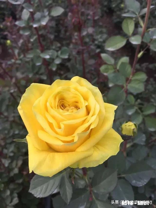 过年男朋友妈妈的红包该不该收