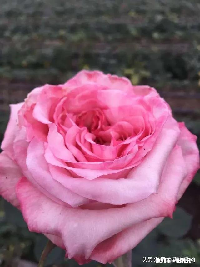 过年男朋友妈妈的红包该不该收