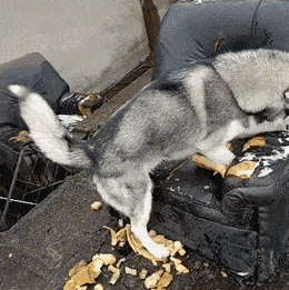 哈士奇除了有“拆家”的缺点外还有什么优点