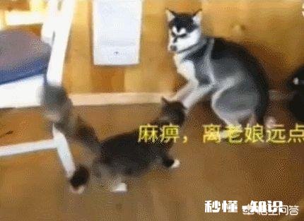 哈士奇除了有“拆家”的缺点外还有什么优点