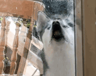 哈士奇除了有“拆家”的缺点外还有什么优点