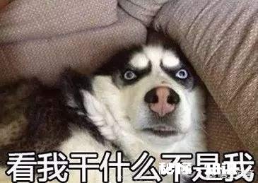 哈士奇除了有“拆家”的缺点外还有什么优点