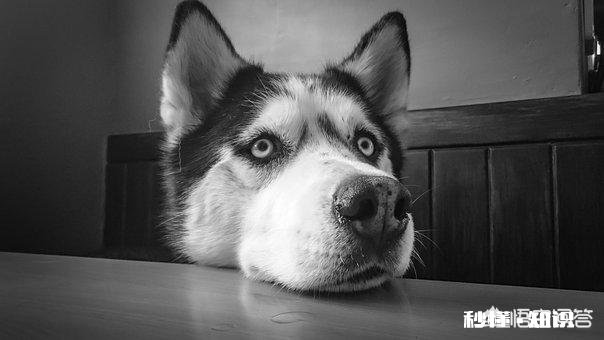 哈士奇除了有“拆家”的缺点外还有什么优点