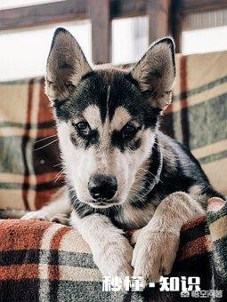 哈士奇除了有“拆家”的缺点外还有什么优点