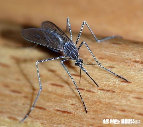 为什么现在蚊子就出来了