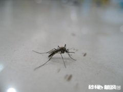 为什么现在蚊子就出来了