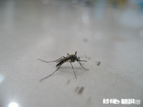 为什么现在蚊子就出来了