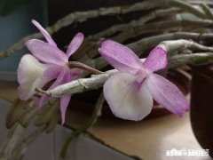 被男朋友绿了可以原谅他吗