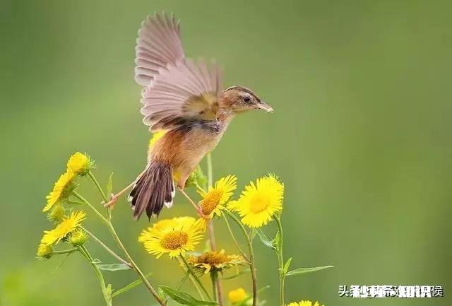 华为P40 pro相机和入门级单反比差多少