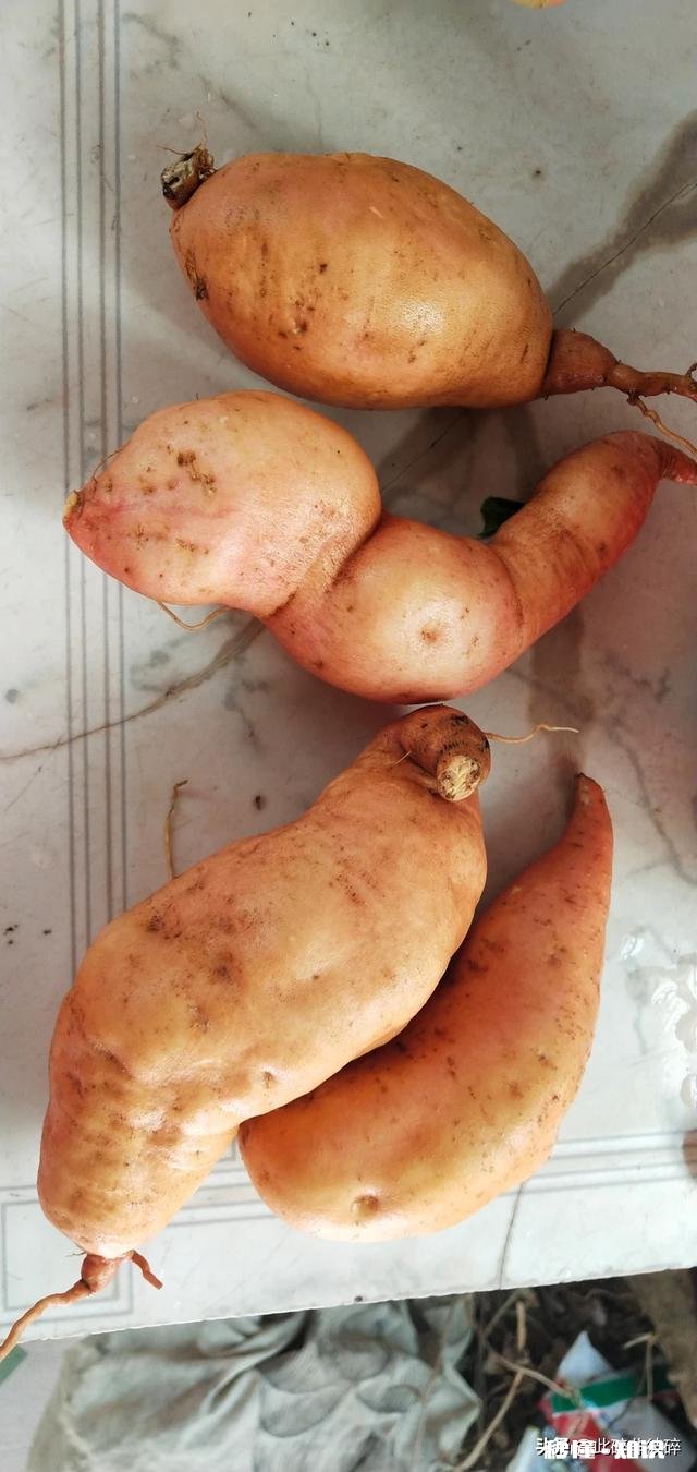 为什么都说一定要吃早餐,长期不吃早餐会怎么样