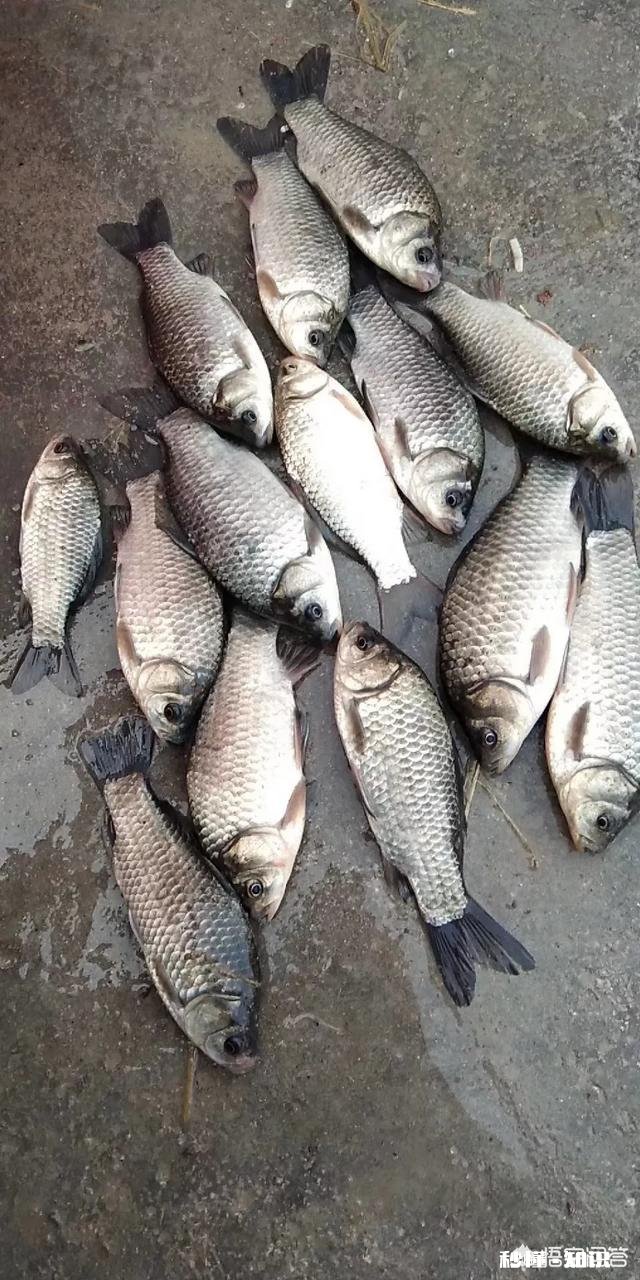 铅坠是离底好还是躺地好