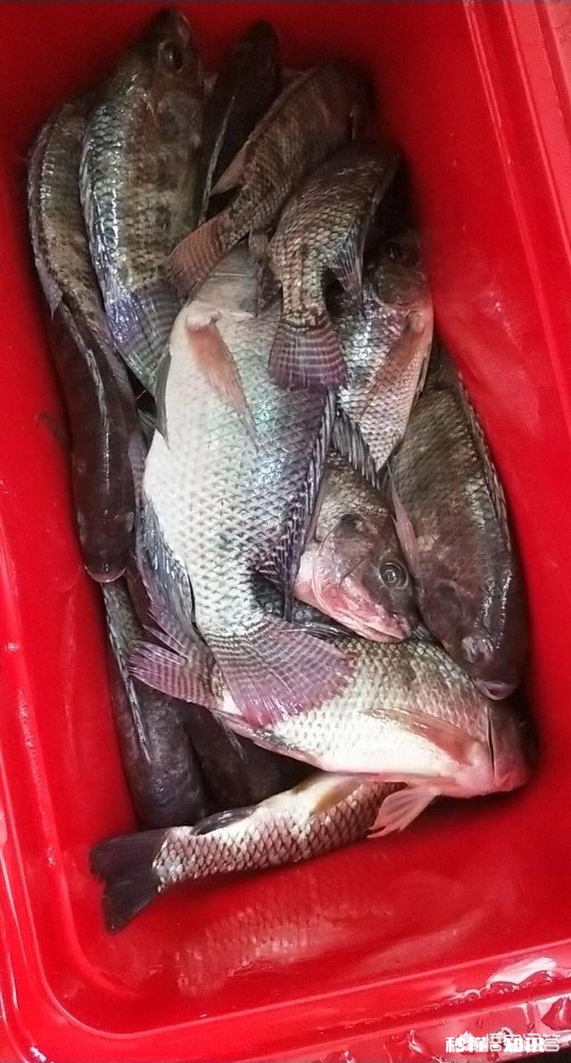 铅坠是离底好还是躺地好