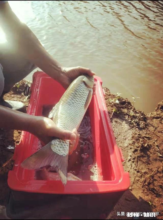 推荐几款200以下炭素鱼竿