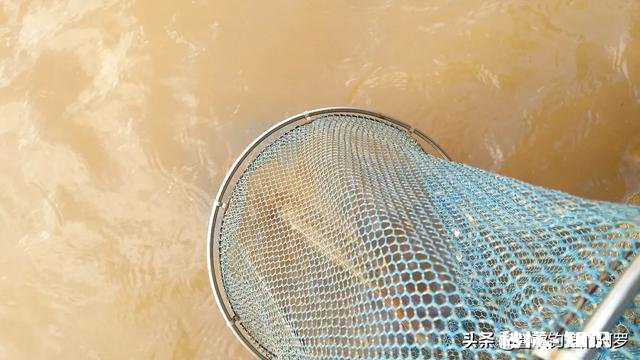 推荐几款200以下炭素鱼竿