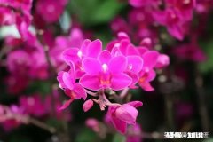 小学语文拼音先教声明还是韵母