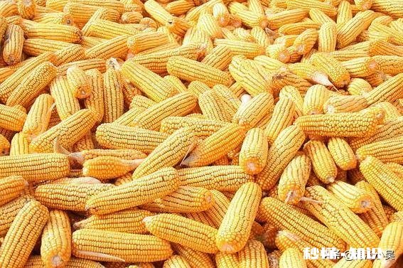 今年的玉米什么时候卖价钱能好点