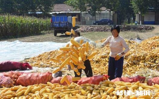 今年的玉米什么时候卖价钱能好点