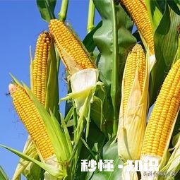 今年的玉米什么时候卖价钱能好点