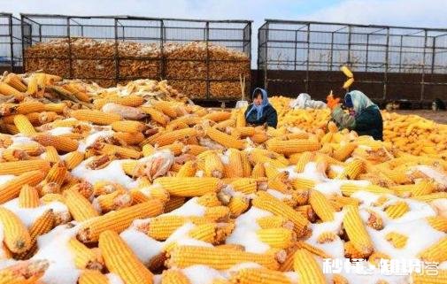 今年的玉米什么时候卖价钱能好点