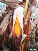 吉林省哪里收玉米怎么样